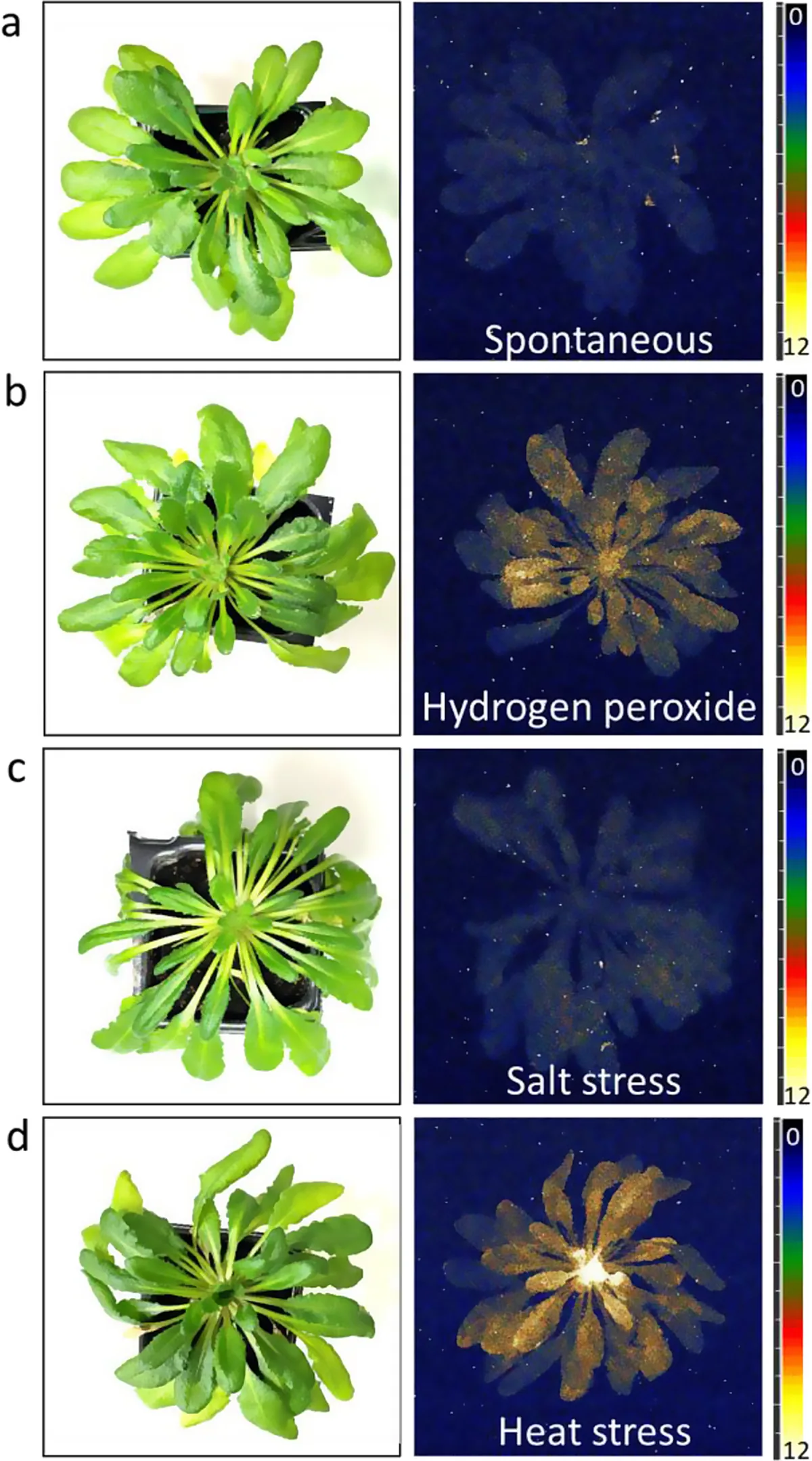 Prasad and colleagues Figure 2: four rows of Arabidopsis photographs and photon maps for baseline, hydrogen peroxide, salt and heat conditions.