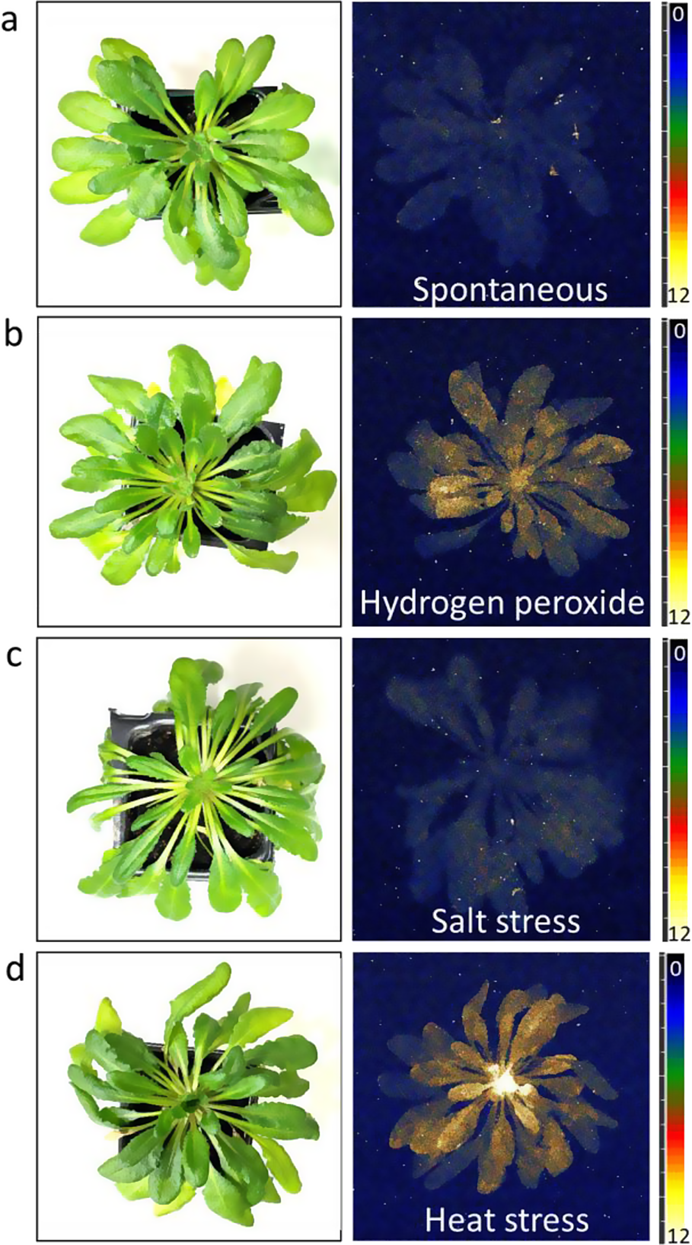 Prasad and colleagues Figure 2: four rows of Arabidopsis photographs and photon maps for baseline, hydrogen peroxide, salt and heat conditions.