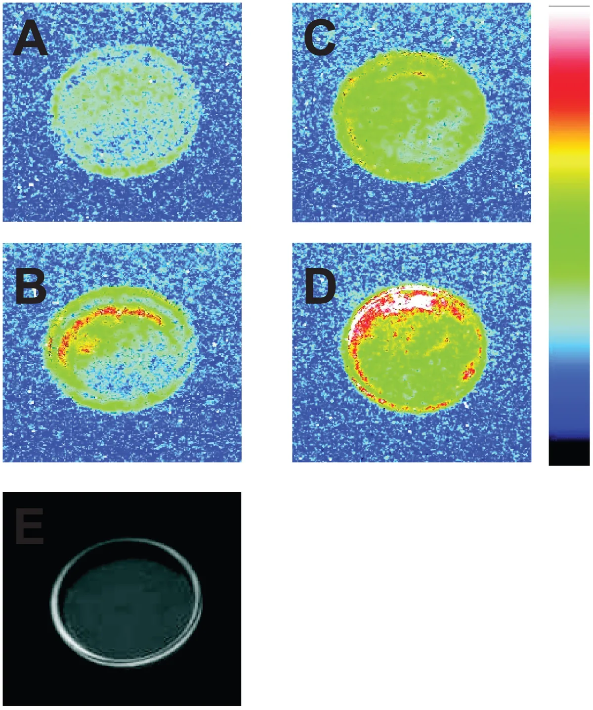 Prasad and Pospíšil 2011 Figure 1: four false-color photon images, an ordinary-light photograph of the algal sample, and the original color scale.