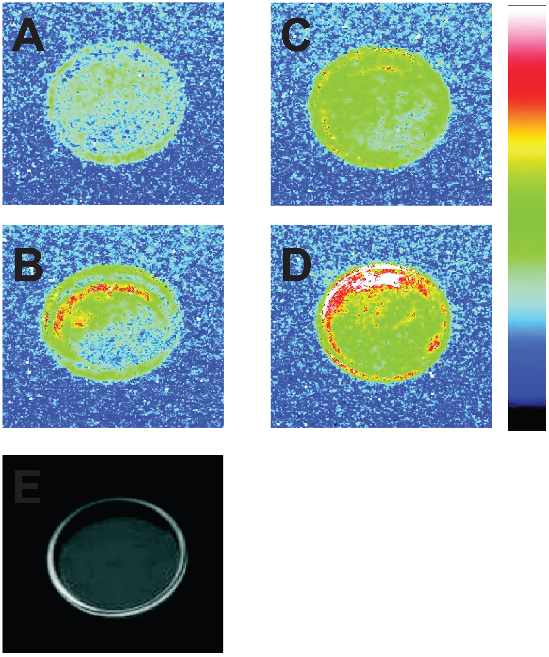 Prasad and Pospíšil 2011 Figure 1: four false-color photon images, an ordinary-light photograph of the algal sample, and the original color scale.