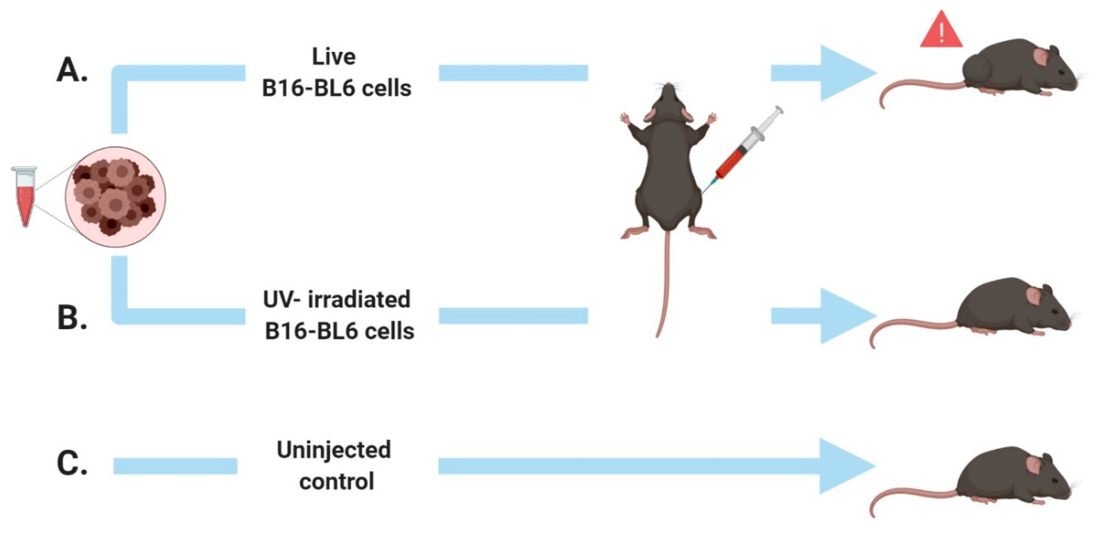 Mouse-study design with three groups: live melanoma-cell injection, UV-killed melanoma-cell injection, and no injection.