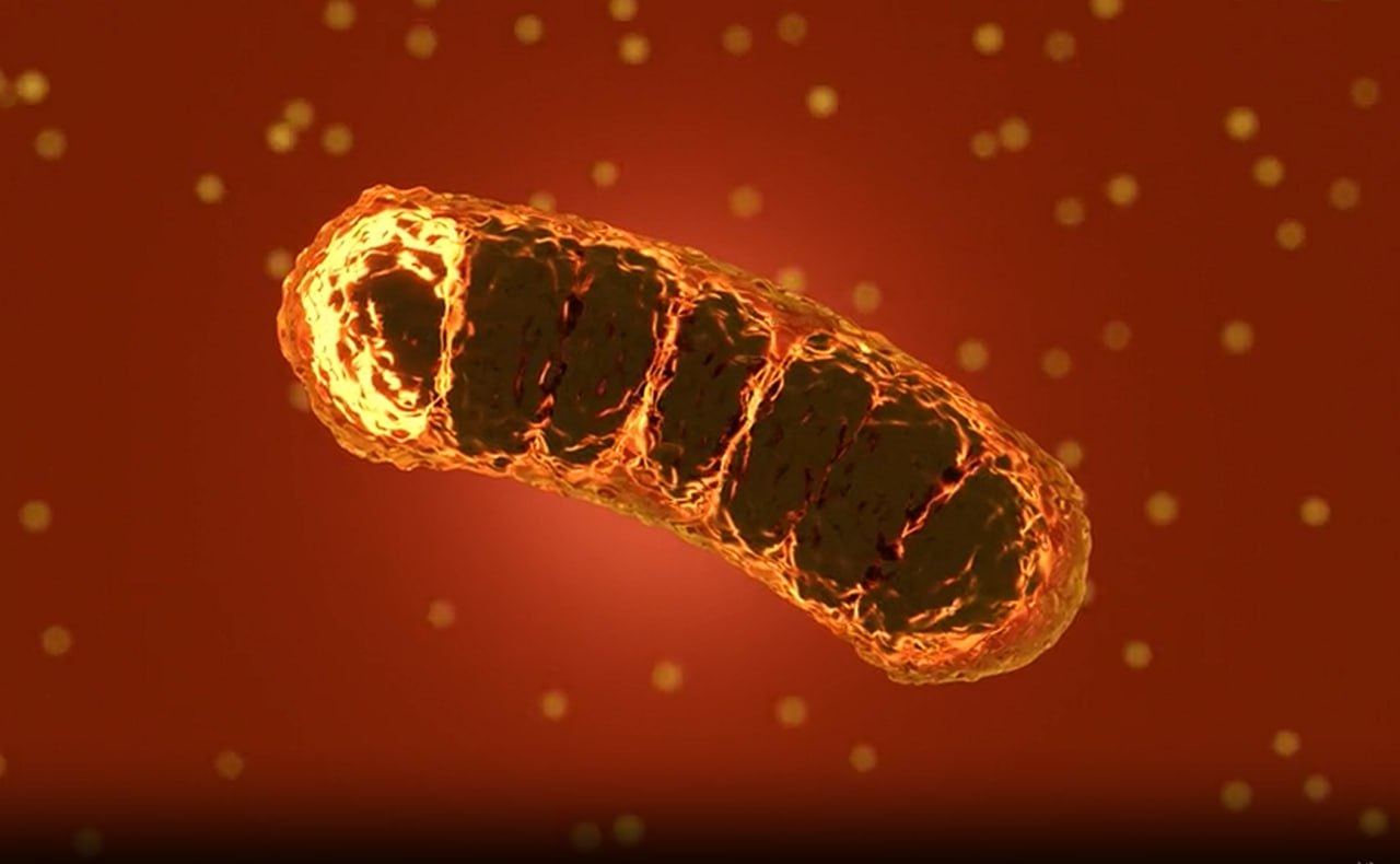 Mitochondria cellular metabolism visualization